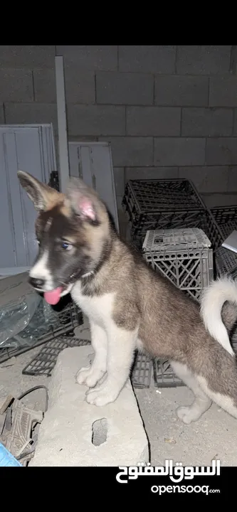 كلبة اكيتا امريكي عمر 80 يوم