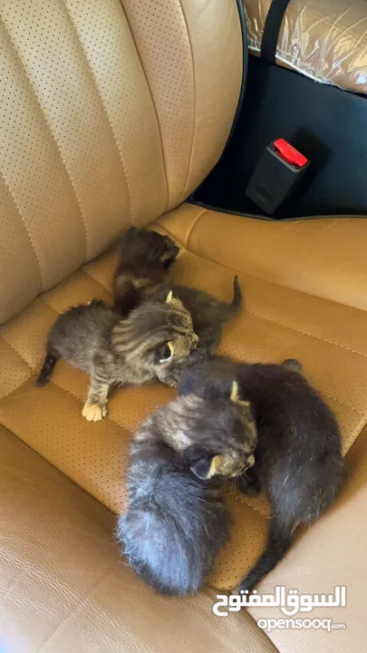 Male and female kittens available