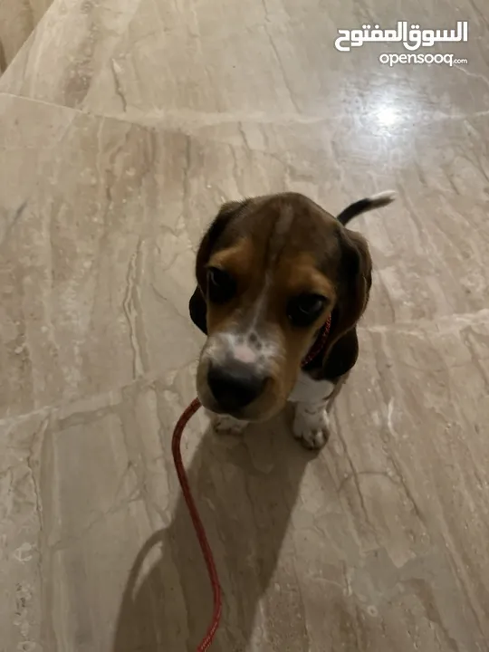 Beagle puppy: 2,000 qar (price negotiable)