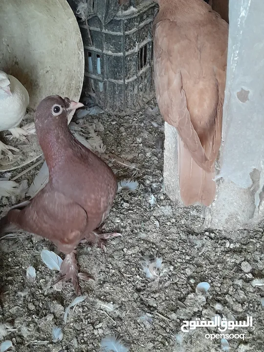 حمام و زغاليل مكاوي الوان و اعمار مختلفة