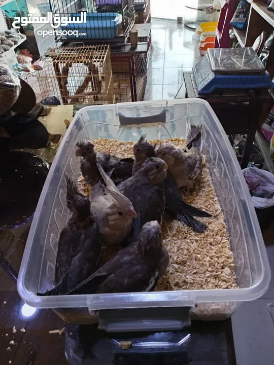 يتوفر ببغاء اليف زق يدوي  لوري اليف قرين شيك الي كوكتيل اليف  دره اليف  روز اليف  فشر اليف  حب اليف