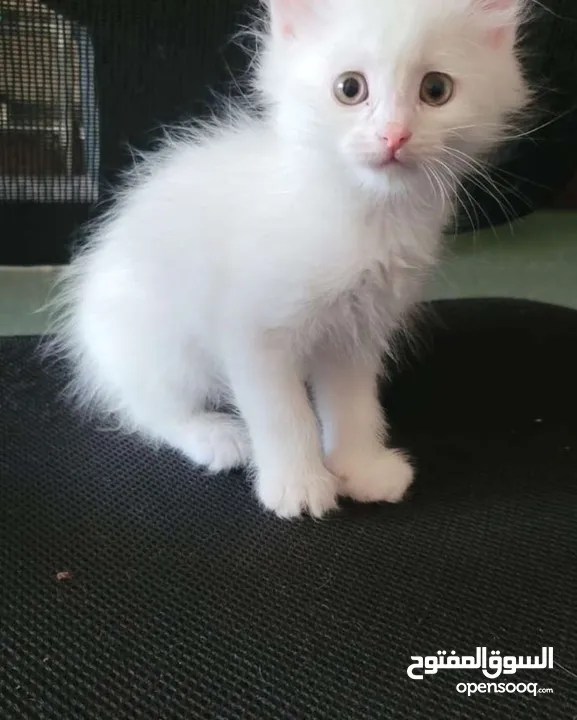 ": Turkish Angora Cats"