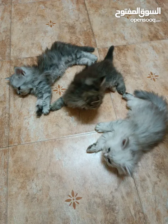 Baby Persian and Turkish Kittens