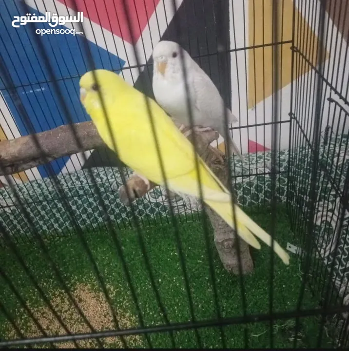 عصافير الحب(بادجي) جوز جاهز مع قفص كامل