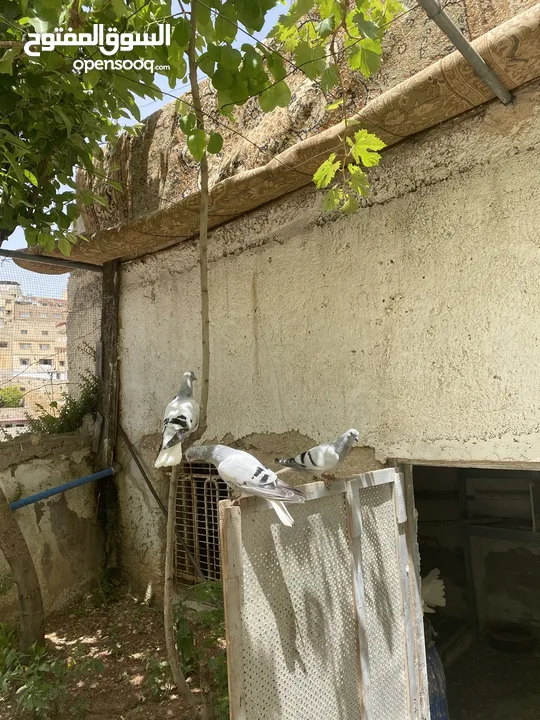 جوزين نوريات زرق مريوش فراخ