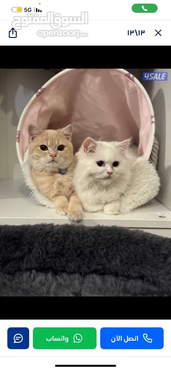 قطاوه للتبني Cats to adopt