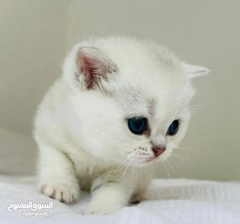 british shorthair  kitten