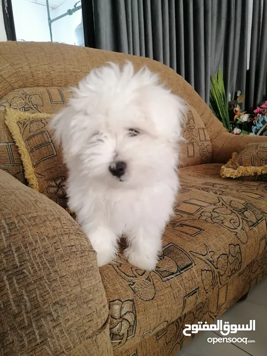 ذكر وانثى  فرنش تيرير عمر شهرين الأنثى والذكر سنتين puppy 2-months - French Terrier female & boy