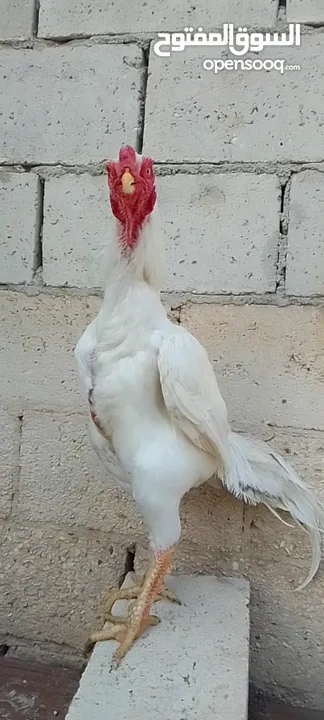 ديوك  الماني  ابيض