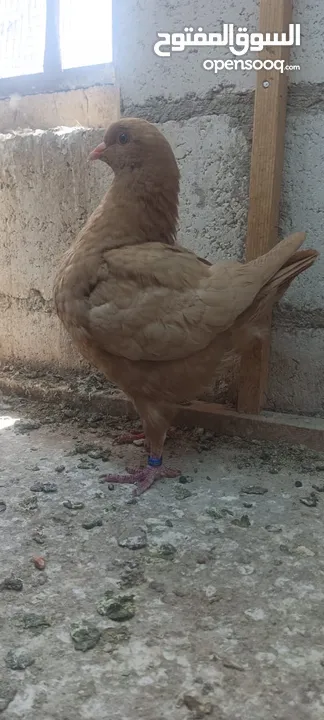 فراخ كنق .
