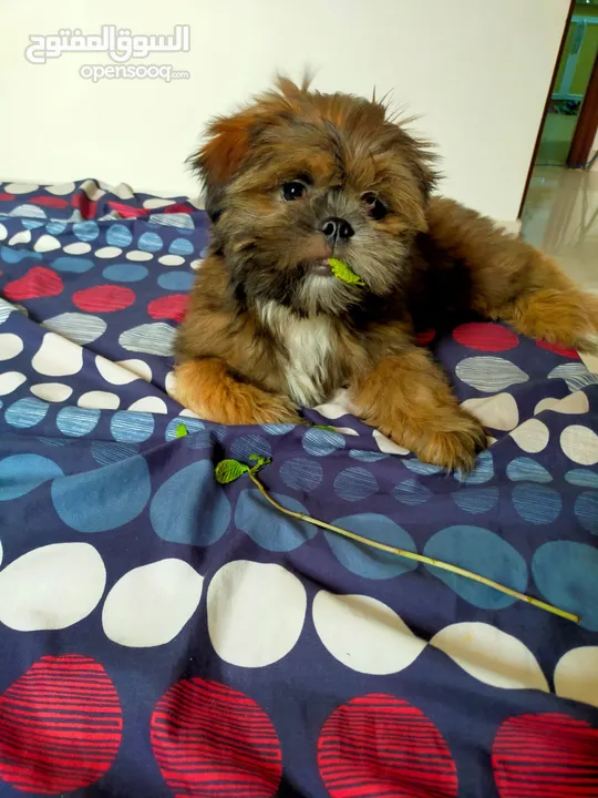 Shihtzu puppy 4 months