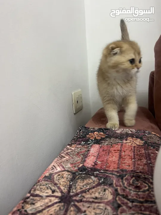 قطط سكوتش اهالي مسجله