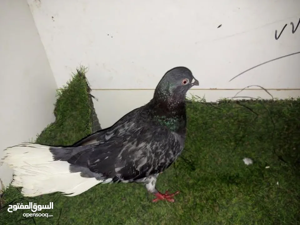 حمام كش للبيع كوم