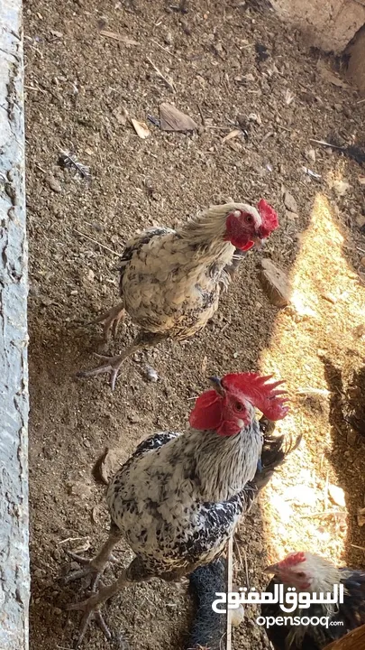 ديك للبيع 2
