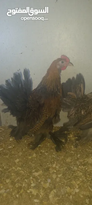 جوز جاج خارصينا نخب اول