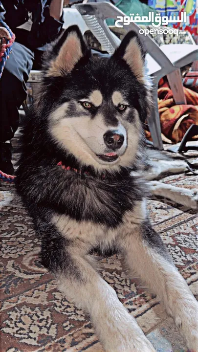 كلب هاسكي مع لولو فوكس للبيع بسعر مغري قابل للتفاوض