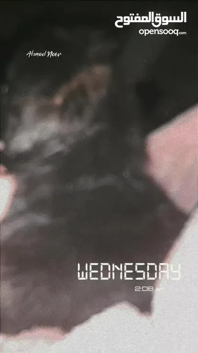 جيرمن شيبرد انثى للبيع