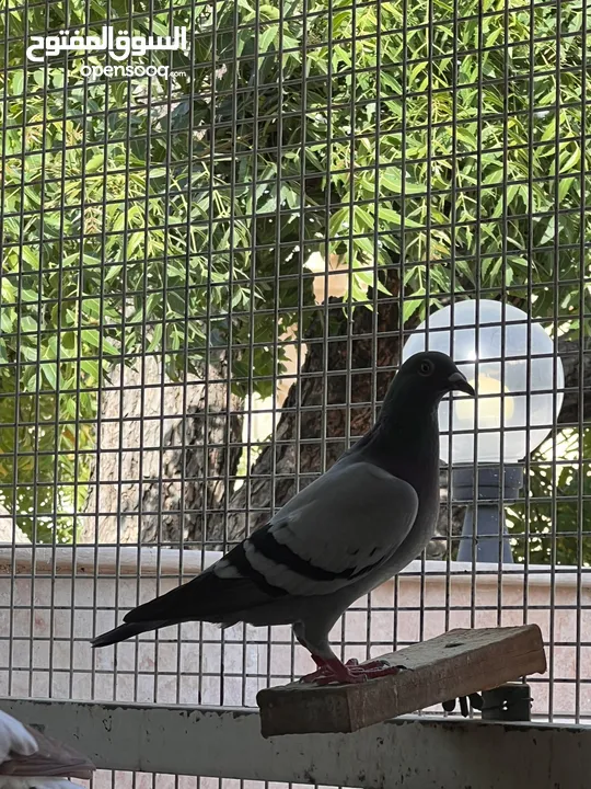 Zaji racing pigeons حمام الزاجل ،