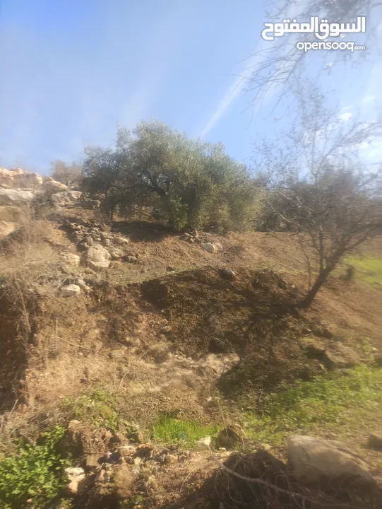 ارض زراعيه في بلعا دير الغصون
