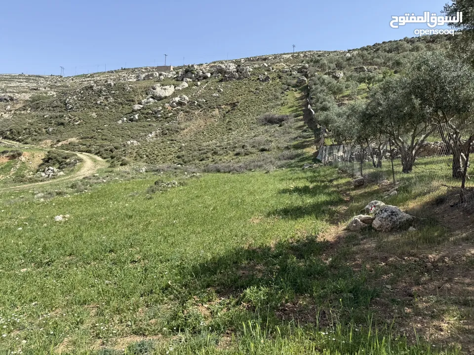 ارض للبيع قرمية حسبان 3100 متر لكامل القطعة قابل للأقساط