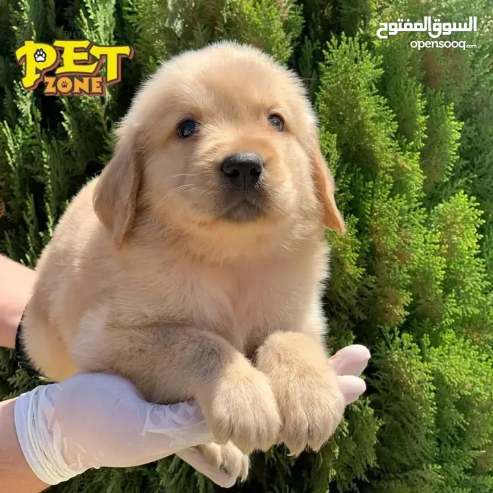 جراء جولدن مستوى عالي