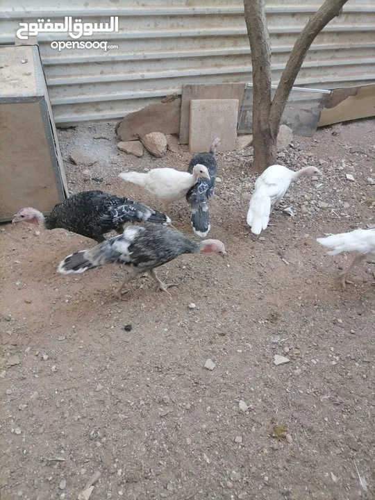 صيصان حبش للبيع