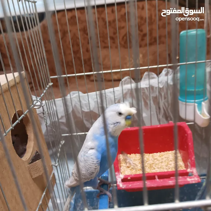 بسمله الرحمان الرحيم زوج تحتيهن ثلث فراخ   ويجي معهن ثلاثت أناث واحد ذكر بصلاة على النبي