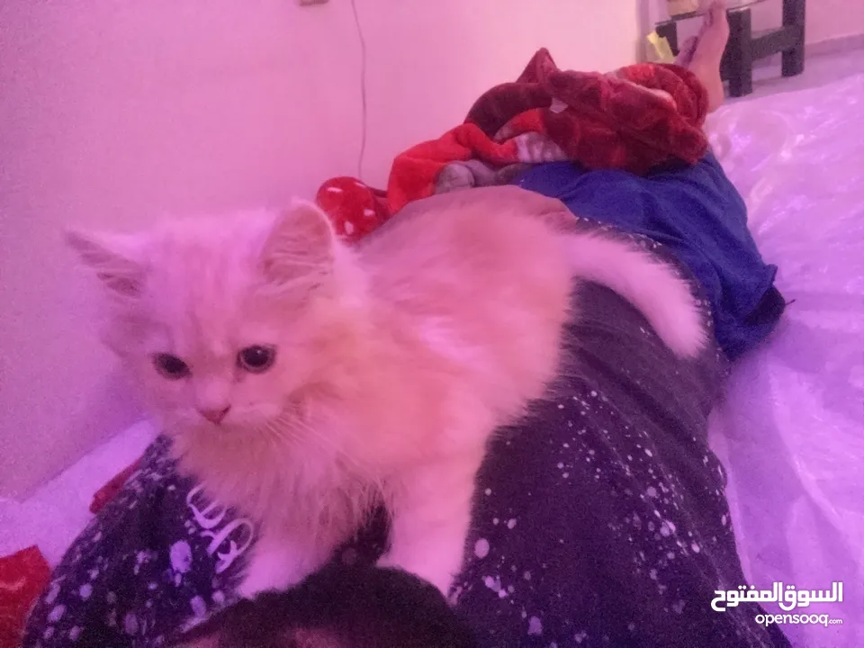 Small kitten Persian Female