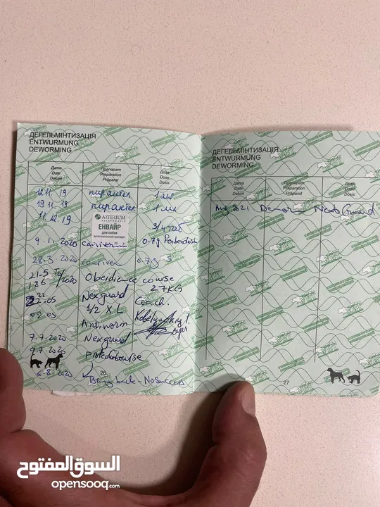للبيع كلب جيرمن شيبرد مستورد من أوكرانيا