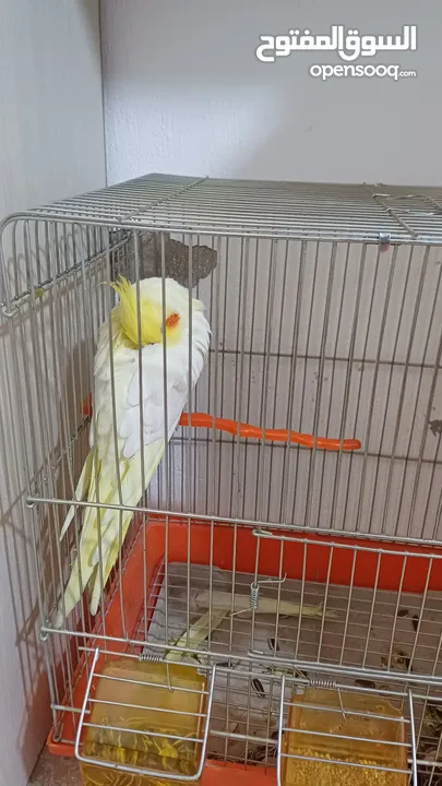 ببغاء كوكتيل حلو ومرتب وبعمر اصغير اكلو معو وقفسو معو ونضيف جدآ للبيع مع جميع اغراضو