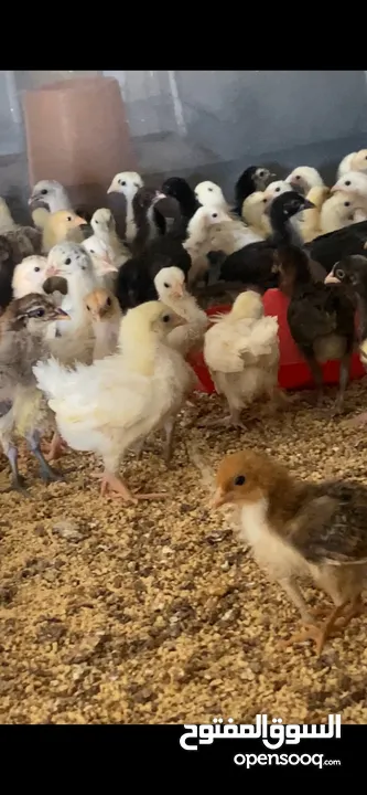 دجاج عماني فرنسي مخلوط للبيع اعمار مختلفه