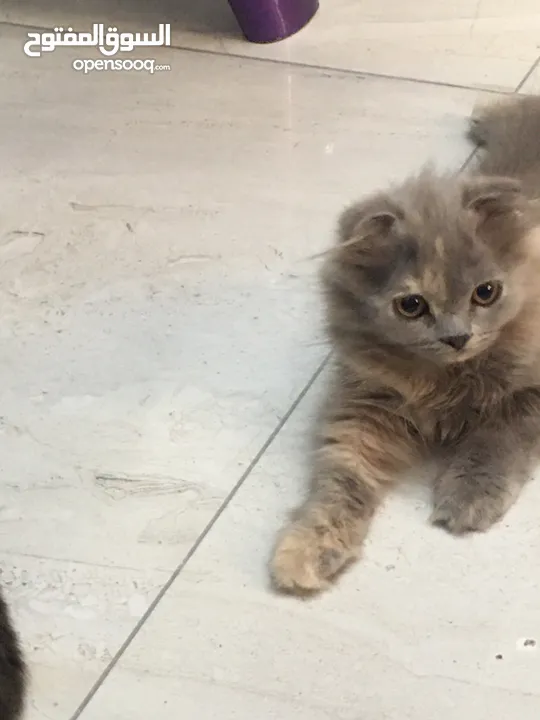 Scottish fold and Scottish streat