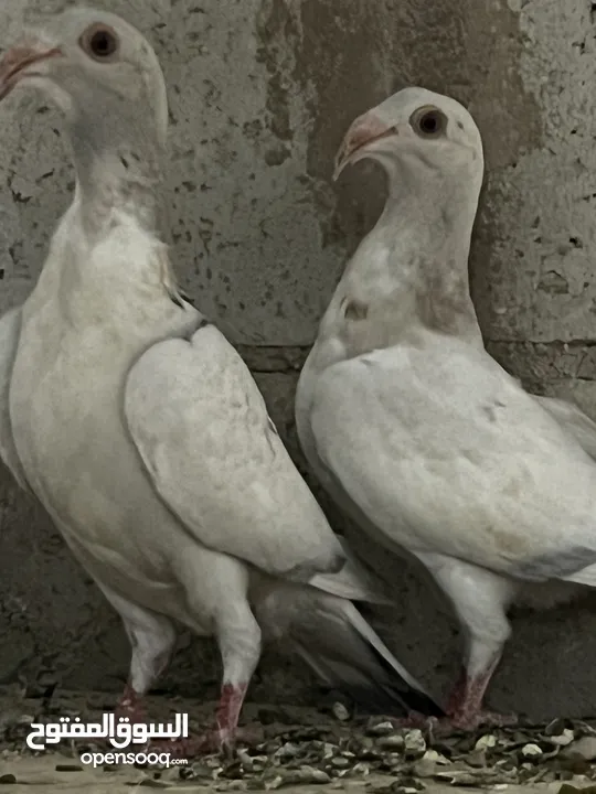 فراخ للبيع