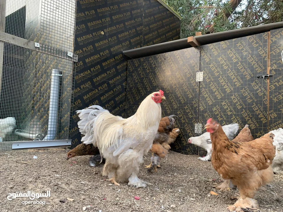 دجاج براهما تربايه منزل  