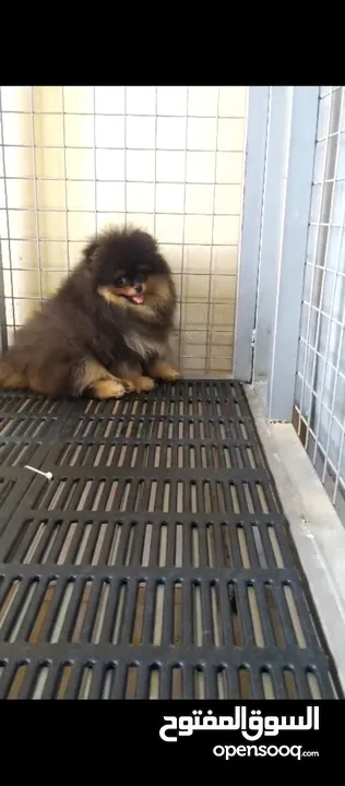Pomeranian   Samoyed    Giant Malamute