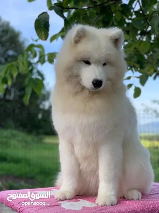 Pomeranian   Samoyed    Giant Malamute