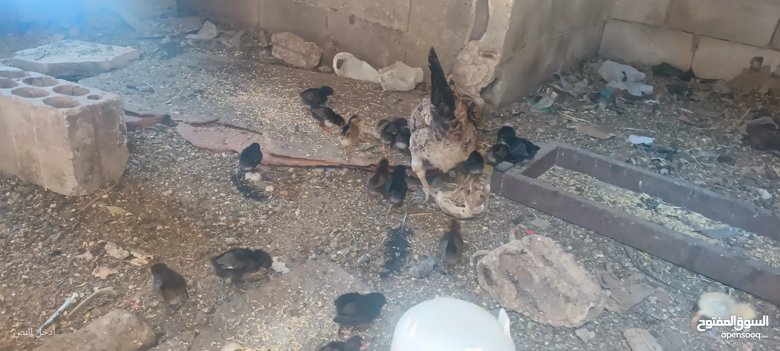 جاجه يهوديه معها 25 صوص بلدي