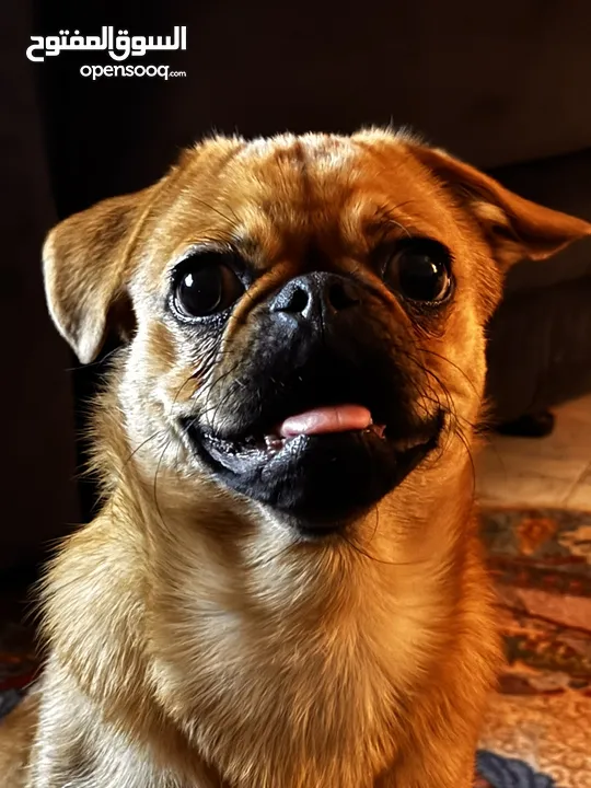 كلب بق (Pug) للبيع الرياض 2500