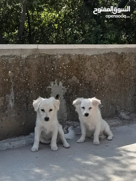 Pure white Loulou puppies for sale-3 months old- /puppy