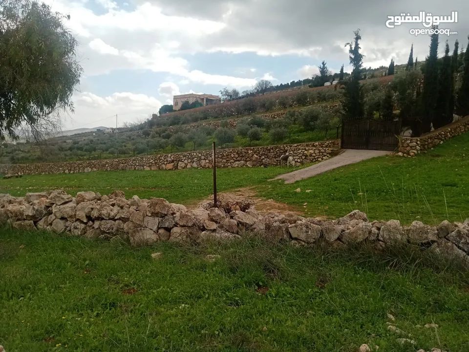 لقطة مزرعة مميزة 7 دونمات اراضي جرش عنيبة مشجره جاهزة