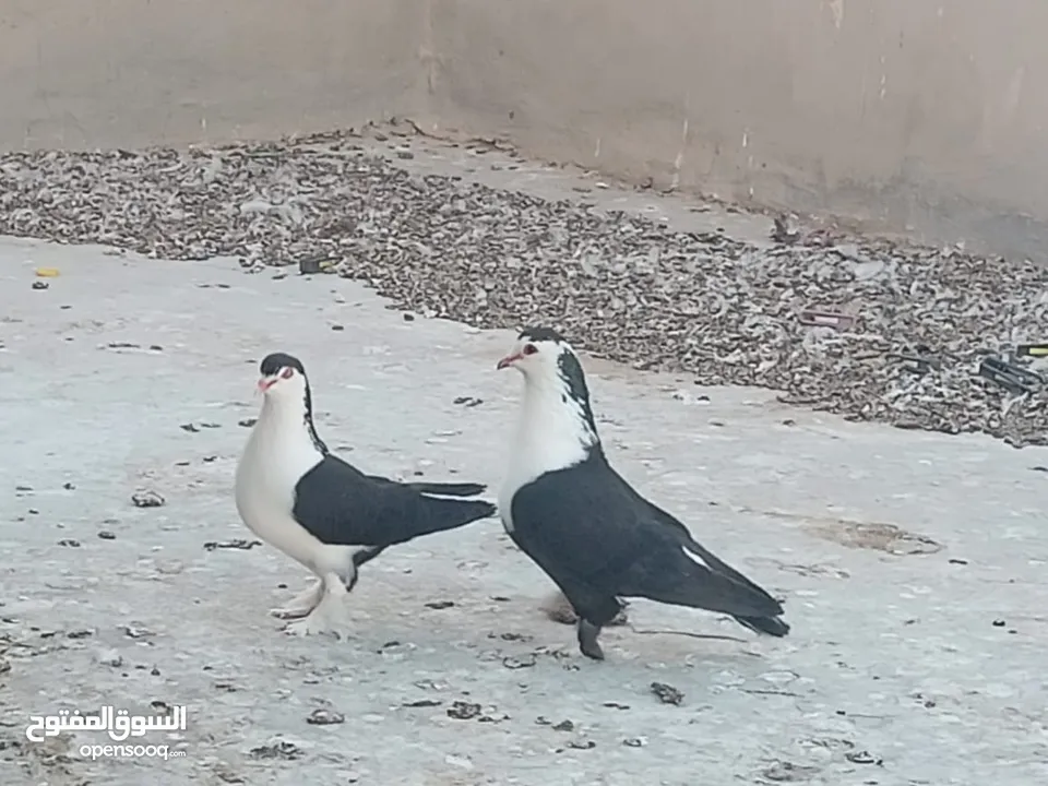 حمام فرنسي للبيع الفرنسي و اللاهور  بايع كوم كامل للاستفسار عنهم