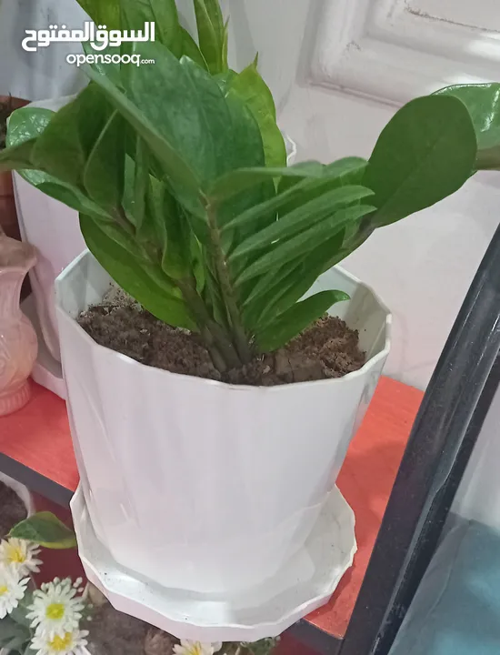 Zz plant with white pot