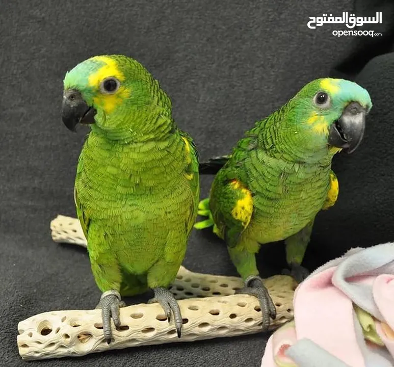 Adorable Amazon parrots Available now