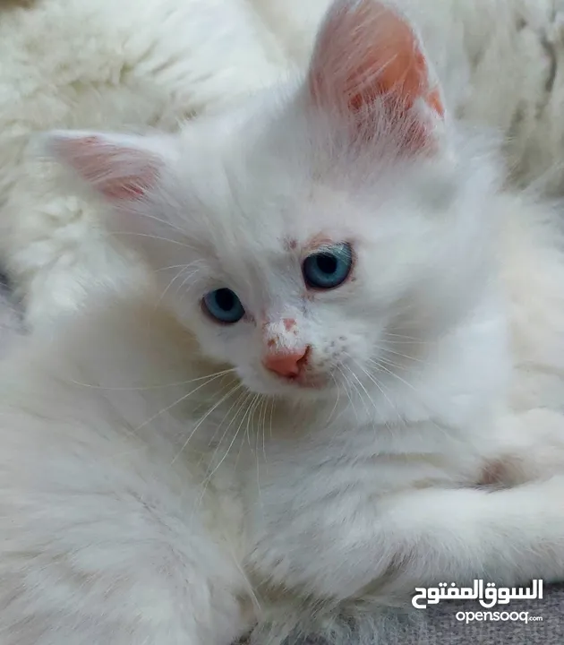 قطط مكس شيرازي  شهرين