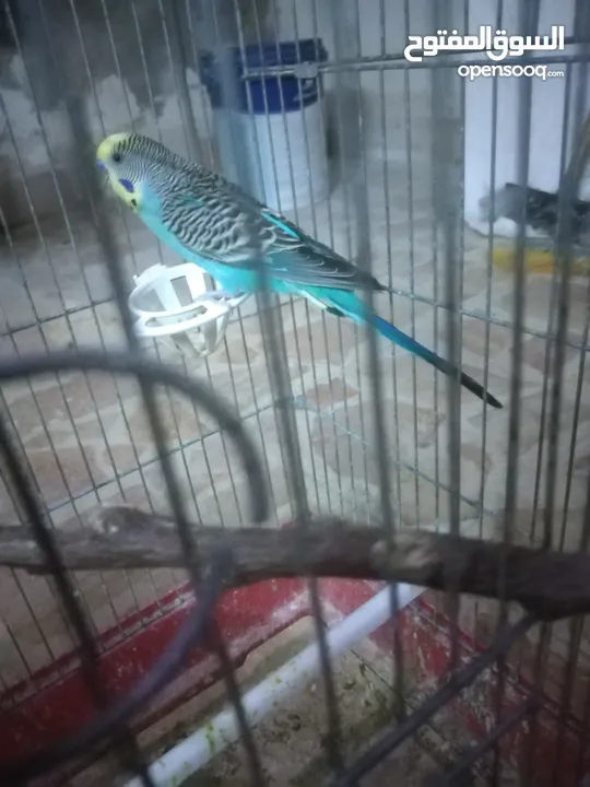 3 جواز حب مع فراخ شغالااات مقفصات 3 معالف