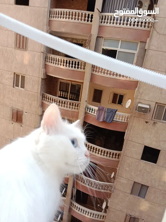 قطه شيرازي منتجه عيون زرقاء