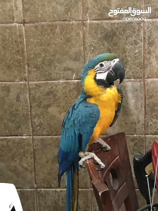 Cute six months old trained macaw looking for a new home