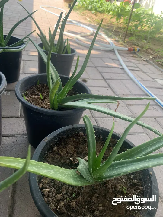 Cactus plant-Opontia Plant and Aloe vera