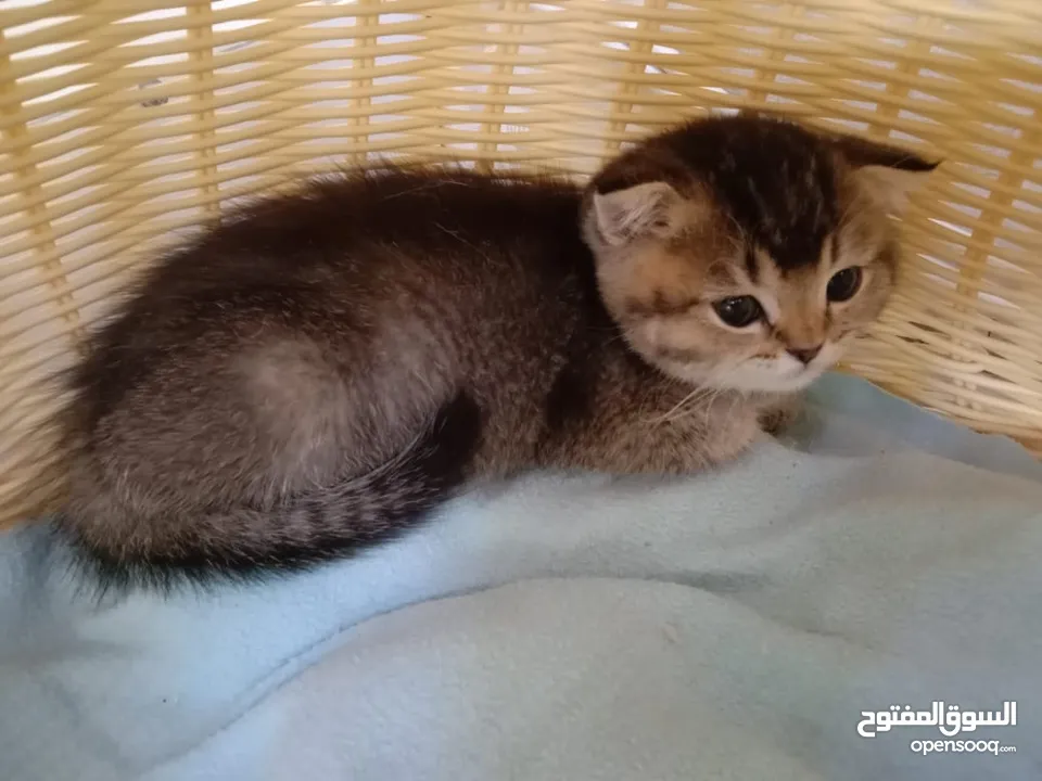 Pure Golden British kitten