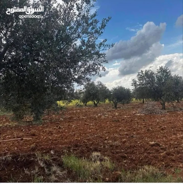 للبيع 3500م ثلاث دنم ونصف منطقة نادرة شرق جرش